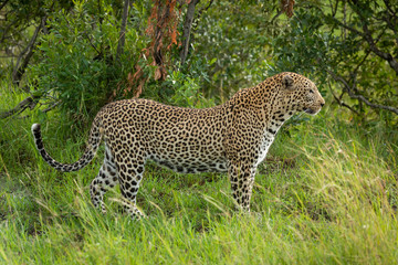 Male leopard stands in grass in profile