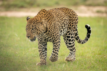 Male leopard walks across grass lifting paw