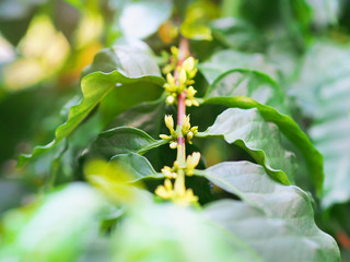 Coffee flower on a branch in the spring season. Green nature.