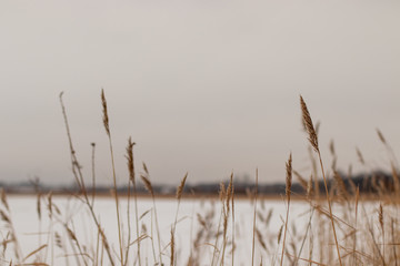 tall grass in the water