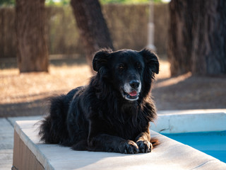 perro mestizo tumbado en el borde de la piscina con fondo desenfocado de pinos