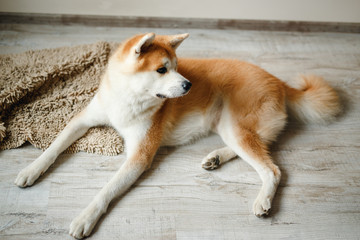  Portrait of the dog akita inu