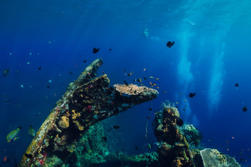 Amazing underwater world with tropical fish and corals at shipwreck