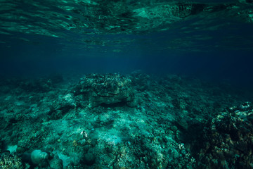 Fototapeta na wymiar Underwater scene in ocean with corals