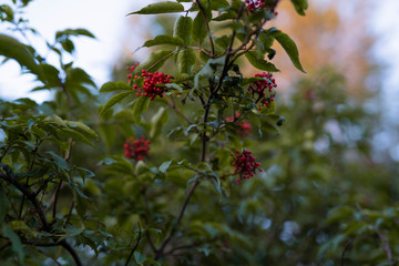 mountain ash close-up on a summer day on a background of green leaves