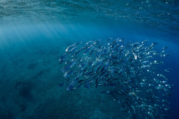 Underwater view, sea world with tuna fishes
