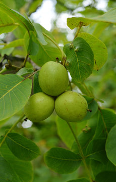 tree green walnuts on a tree vertical shoot