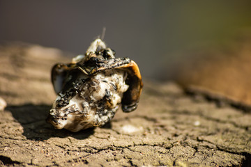 Molten piece of plastic on stump is macro, soft focus