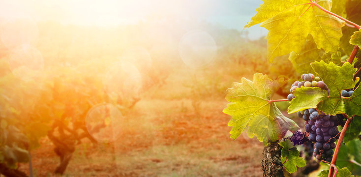 Vineyard in autumn harvest