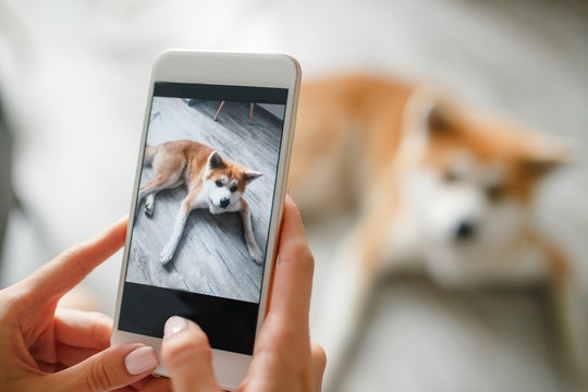 close up Woman hands holds a smartphone and takes a picture of  dog. Woman hand with mobile smart phone taking a photo of a cute akita inu dog over white background. Happy dog looking at the camera