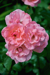 Beautiful delicate pink roses close-up on a dark green background. Rose grows on a bush in the summer.