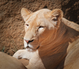 nice portrait of a lioness 