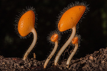 Champagne mushrooms have a beautiful red or orange cup shape in the rainforest.