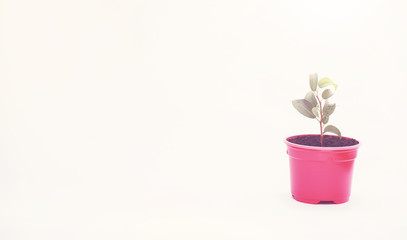 Potted plant in a transplant and care