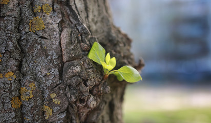 small new leaf on tree