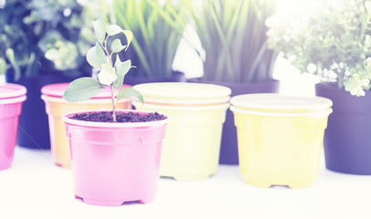Potted plant in a transplant and care