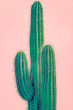 Tall Green Cactus Against Terracotta Wall