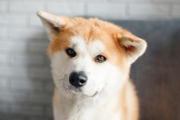 Beautiful Akita Inu dog posing in studio. Akita inu dog portrait on white background