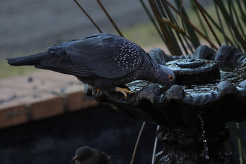 Dove in South Africa