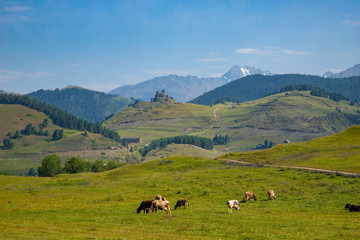 Cows graze on green Alpine meadows high in the mountains, healthy food and ecology concept