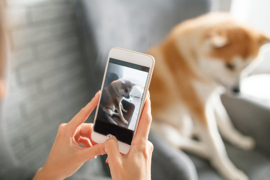 Girl is taking pictures of her dog on the phone. Dog is sitting on the chai. Hands with phone close up