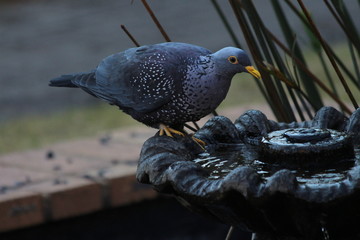 Dove in South Africa