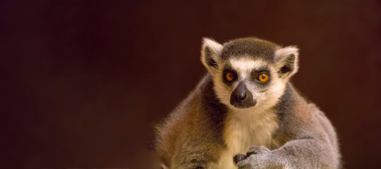 Fototapeta premium cuddly cute lemur monkey