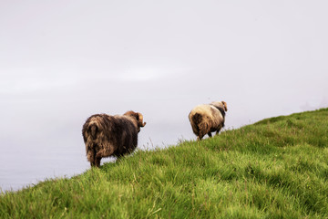Gorgeous Faroese sheeps walking on edge of grass cliff above ocean. Mykines, Faroe Islands.