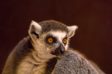 cuddly cute lemur monkey