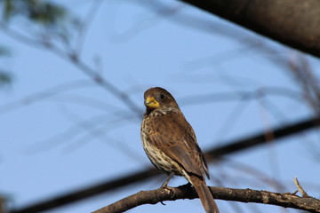 A nice bird in close-up