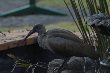 A hadada Ibis in Johannesburg