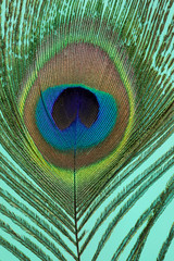 Obraz premium Pfauenfeder