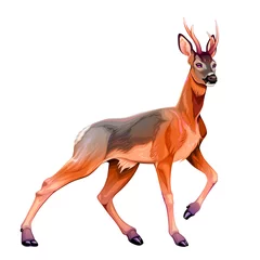 Deurstickers Illustration of the roe deer © ddraw