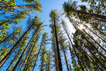 Pine trees in green forest landscape from bottom view with blue sky