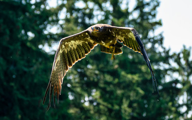 Harris's hawk, Parabuteo unicinctus, bay-winged hawk or dusky hawk