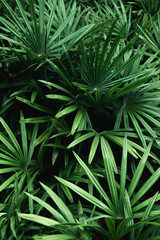 Rich dark green tropical leaf texture background, spa background concept