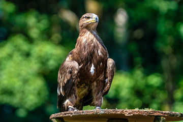 Harris's hawk, Parabuteo unicinctus, bay-winged hawk or dusky hawk
