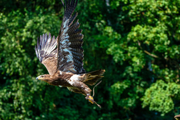 Harris's hawk, Parabuteo unicinctus, bay-winged hawk or dusky hawk