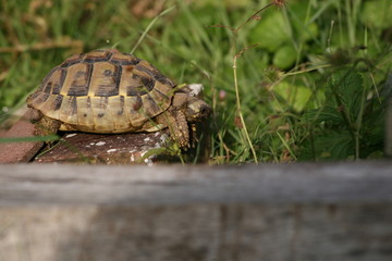 tortoise on brick