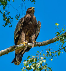 Harris's hawk, Parabuteo unicinctus, bay-winged hawk or dusky hawk