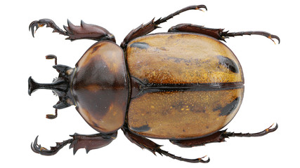 Brachysiderus quadrimaculatus Waterhouse, 1881