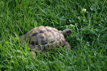 tortoise on grass