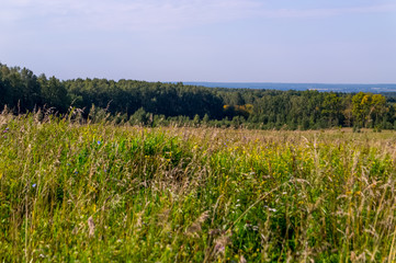 The nature of the Moscow region,View of the summer forest near Moscow