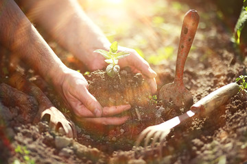 Small sprout for landing in the ground in hands