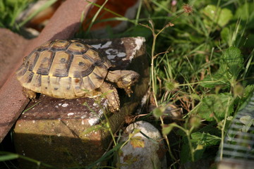 tortoise on brick