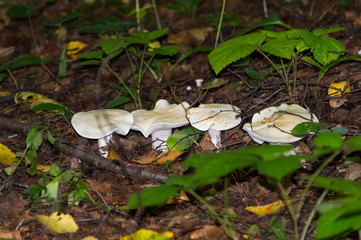 The nature of the Moscow region,mushrooms hid in the grass