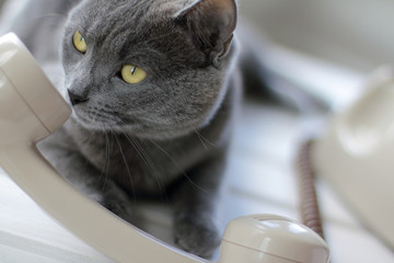 Cat and the handset of a retro telephone. I listen carefully and sniff you