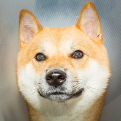 Shiba Inu dog in a frontal closeup shot. The dog has a training cone on his neck which could help for lighting purposes and a designer can change background editing.