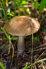 The nature of the Moscow region,mushrooms hid in the grass