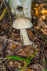 The nature of the Moscow region,mushrooms hid in the grass